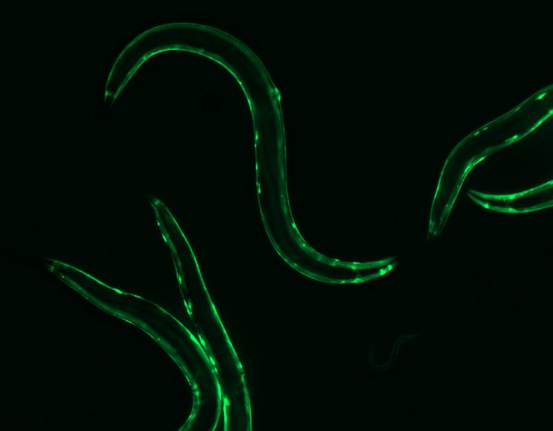 Durch Untersuchungen am Fadenwurm (C. elegans), aber auch an anderen Modellorganismen, soll im Rahmen des ERC-geförderten Projekts LifeLongFit nach Möglichkeiten gesucht werden, um gesünder zu altern.