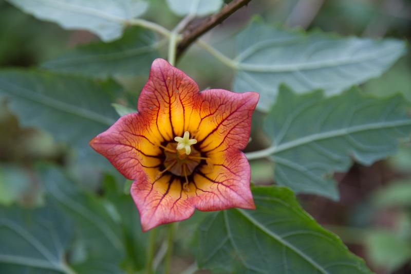 Canarina canariensis, a flowering plant endemic to the Canary Islands