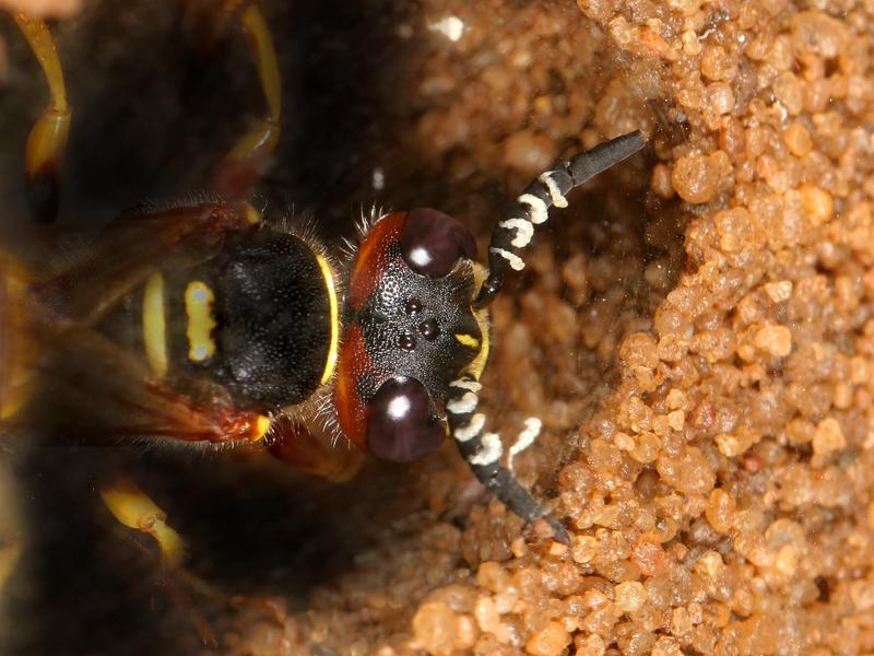 Wechselseitiger Schutz: In der weißen Substanz, die Bienenwolf-Weibchen der Gattung Philanthus über ihre Antennen in die Bruthöhle abgeben, befinden sich Symbionten, die zum Schutz des Bienenwolf-Nachwuchses vor Krankheitserregern Antibiotika produzieren.