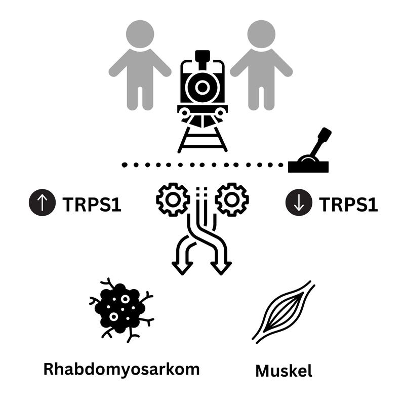 Das Protein TRPS1 verhindert das Ablesen von Genen, die für die Bildung von Muskeln wichtig sind. Bei Weichteiltumoren (Rhabdomyosarkome) stellt der TRPS1-Spiegel die Weichen, wie aus Tumorzellen wieder Muskelzellen entstehen können.