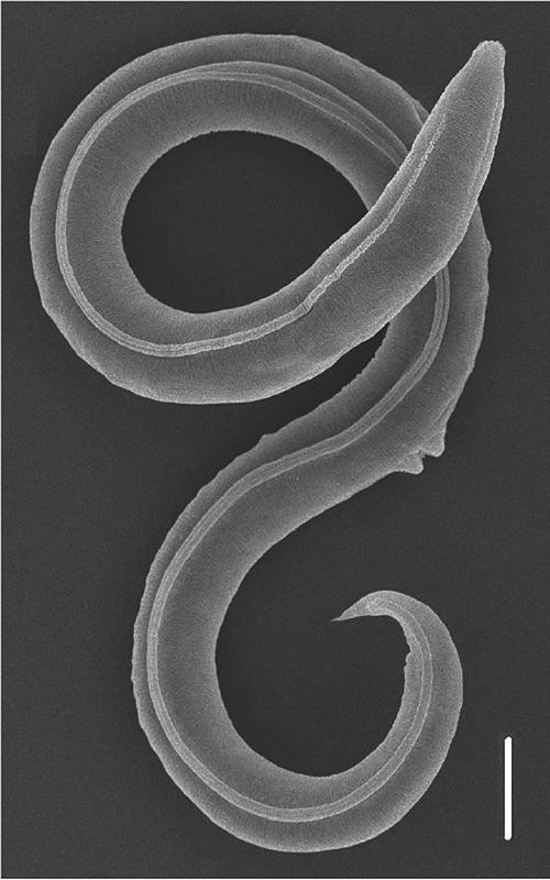 P. kolymaensis, female. Scanning electron picture.