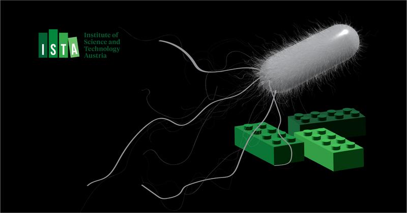 Schmieden mit Bakterien. ISTA-Wissenschafter:innen schmieden mit der von schwimmenden Bakterien erzeugten Energie weiche Materialien aus Lego-ähnlichen Bausteinen. Visualisierung/Symbolbild. 