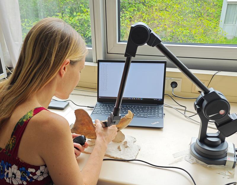 Die Forscherinnen nutzten einen Microscribe zur Vermessung von Skeletteilen mit Hilfe digitaler Messpunkte, sogenannter Landmarks.