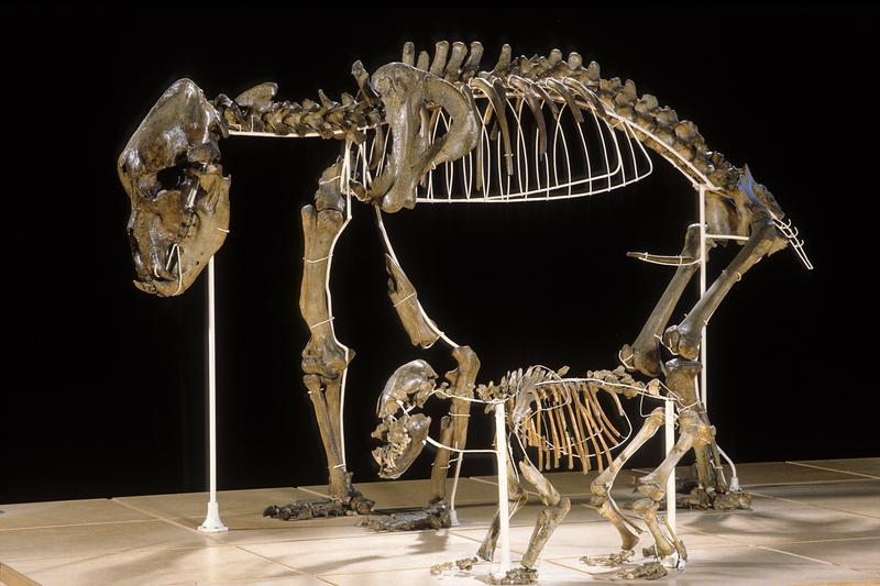 Skeleton of an adult cave bear next to a cub in the Royal Belgian Institute of Natural Sciences (RBINS).