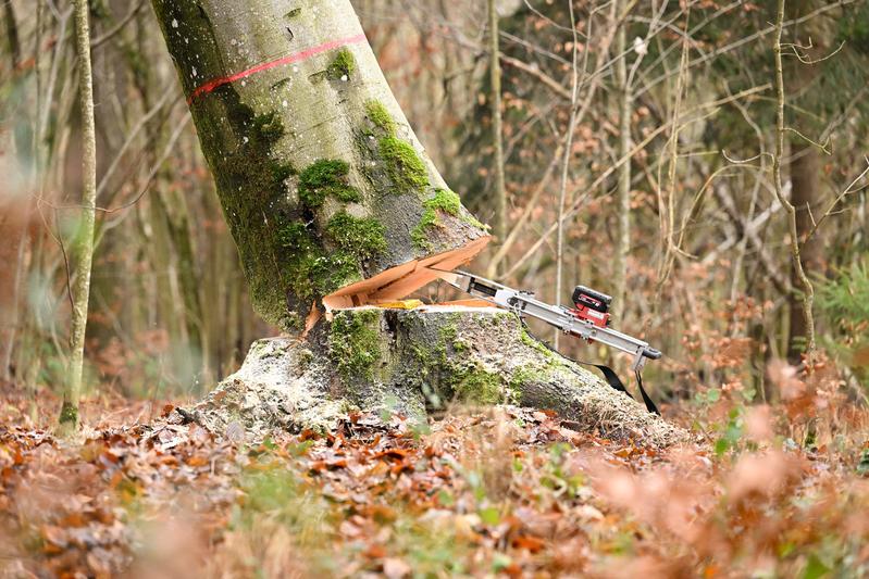 Bei der Fällung mit technischen Fällkeilen treten geringe bis keine Schwingungen im Baum auf. Aus sicherer Entfernung wird die Vorschubbewegung des ferngesteuerten Fällkeils aktiviert und der Baum zu Fall gebracht. (Foto: T. Hase, StMELF)