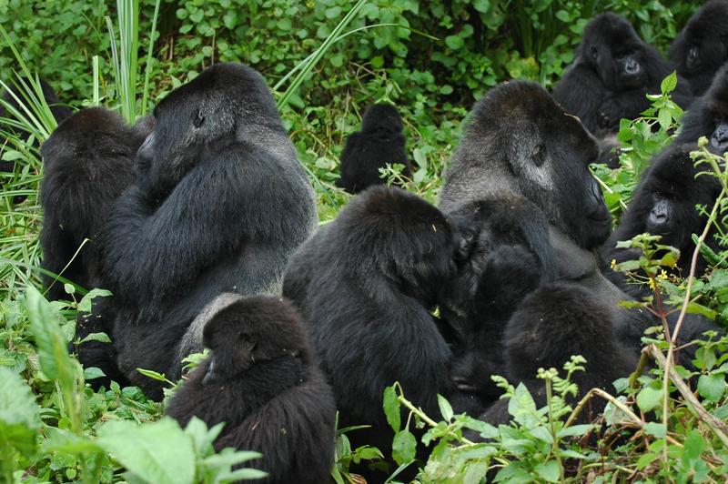 Berggorillas im Bwindi National Park bei der Fellpflege, eine Gruppe mit mehreren Silberrücken, wie es sie nur bei Berggorillas gibt