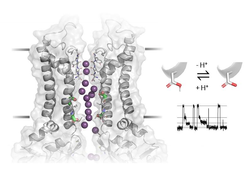 Kristallstruktur des Kir2 Kaliumkanals mit eingebauten sauren Resten. Protonen-Aufnahme oder –Abgabe spielt eine entscheidende Rolle bei der Entstehung von "sub-conductance states".