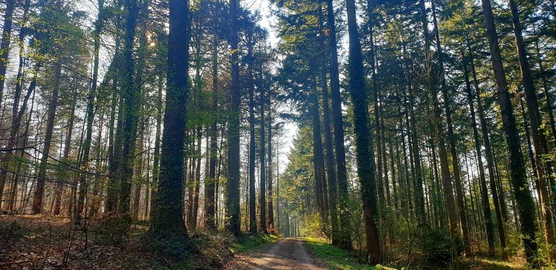 Wälder können in ihrer Biomasse große Mengen Kohlenstoff speichern und damit die Wirkung von Treibhausgasen abschwächen. (Foto: Gabi Zachmann, KIT)