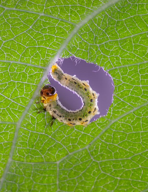 Eine Larve der Kleinen Weidenblattwespe (Nematus pavidus) frisst an einem Weidenblatt.