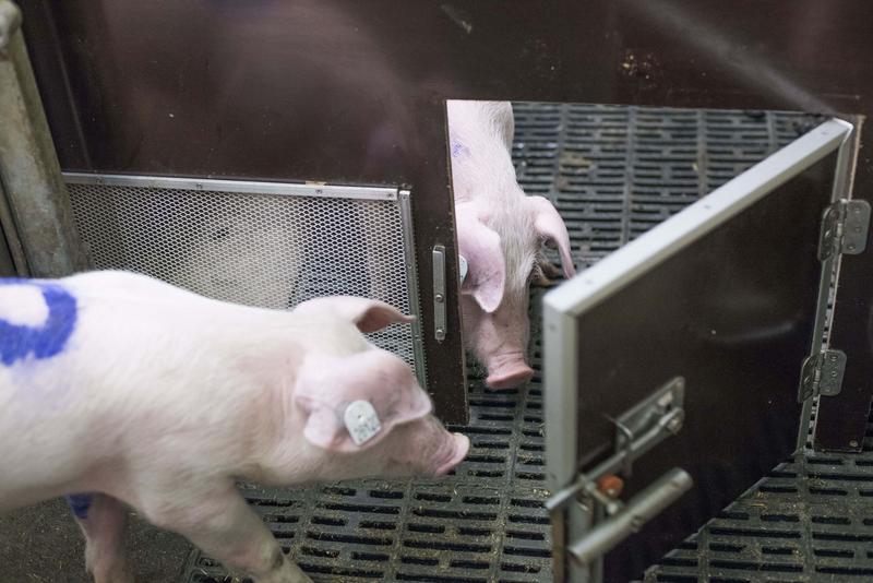 Will pigs help group members in need? 
