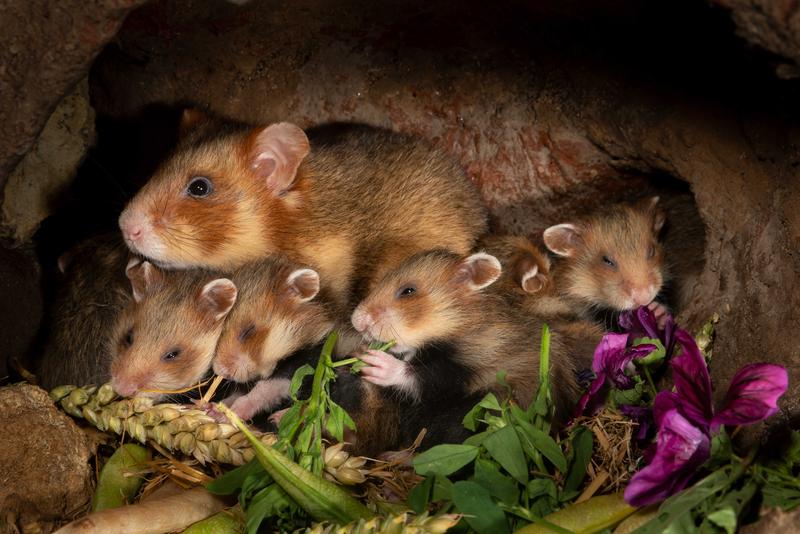 Das neue hessische Projekt „MetaHamster“ hat sich den Erhalt des Feldhamsters (Cricetus cricetus) zum Ziel gesetzt.