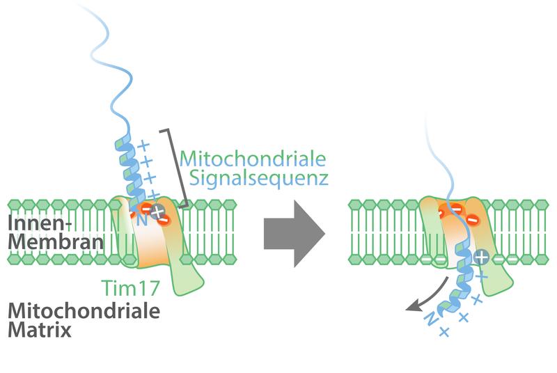 Modell des Imports von mitochondrialen Proteinen mit Signalsequenz an der Tim17-Furche über die mitochondriale Innenmembran.  