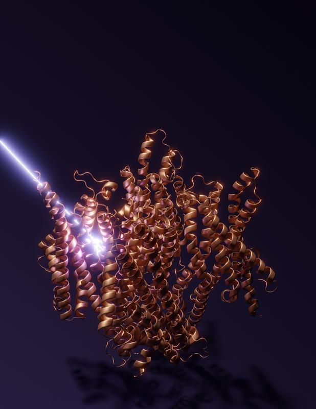 LITE-1 ist ein lichtgesteuerter Ionenkanal und nach dem seit langem bekannten Kanalrhodopsin von Algen die zweite Form eines lichtgesteuerten Ionenkanals, der bislang entdeckt wurde.
