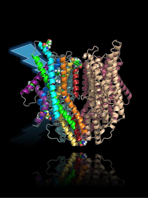 The novel LITE-1 photosensor protein of the Caenorhabditis elegans nematode responds as a danger sensor to UV and blue light. 