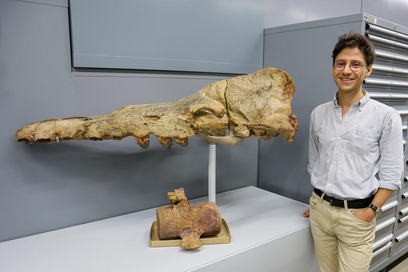 Der Paläontologe Dr. Eli Amson in der Sammlung des Naturkundemuseums Stuttgart mit Fossilien eines kleineren Verwandten des Ur-Wals Perucetus colossus.