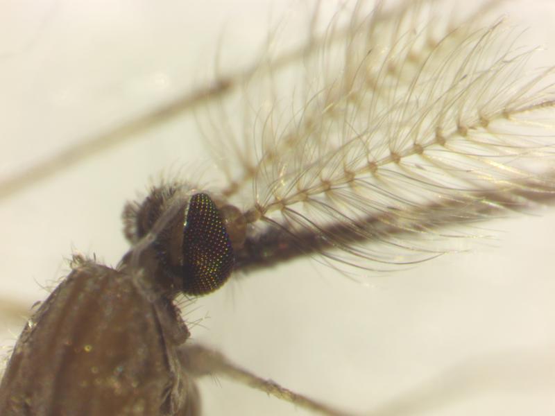Die aufgestellten Härchen auf ihren Antennen helfen Mückenmännchen, besser zu hören. Das ist auch für die Paarung wichtig: Im Schwarm erkennen die männlichen Mücken die Weibchen am tieferen Flugton.