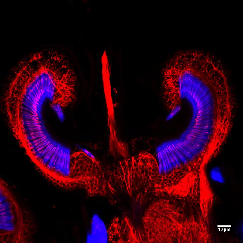 Unter dem Mikroskop wird das Innenohr der Mücke sichtbar: Die blau und rot schimmernden Sinneszellen sind hochsensibel und wandeln die Schwingung der Antenne in elektrische Impulse um.
