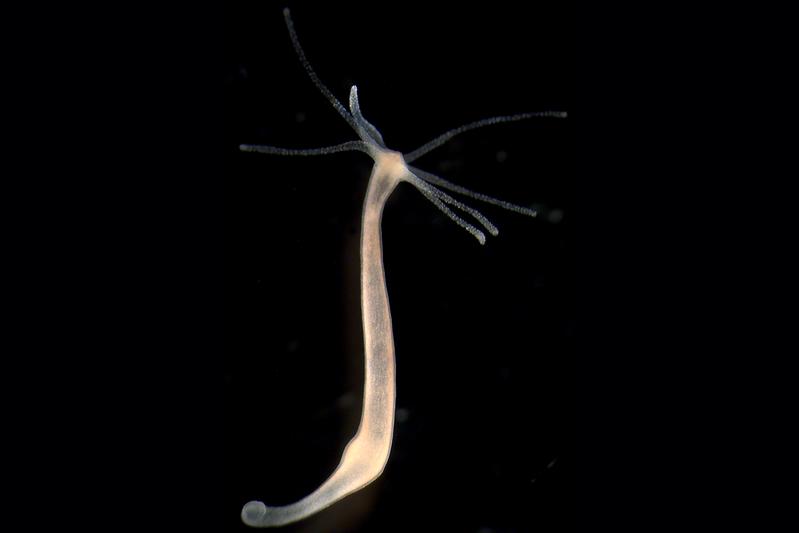 Using the freshwater polyp Hydra as an example, the Kiel research team investigated how intestinal contractions affect the dynamics of flow movements at the boundary layer of the body wall. 