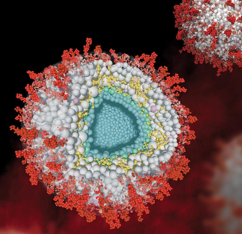 Model of herpesviral virions in cross-section 