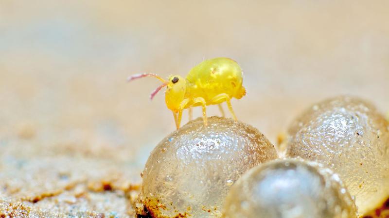 Typischer Bodenbewohner: Der Springschwanz /Dicyrtomina minuta/ auf Schneckeneiern.