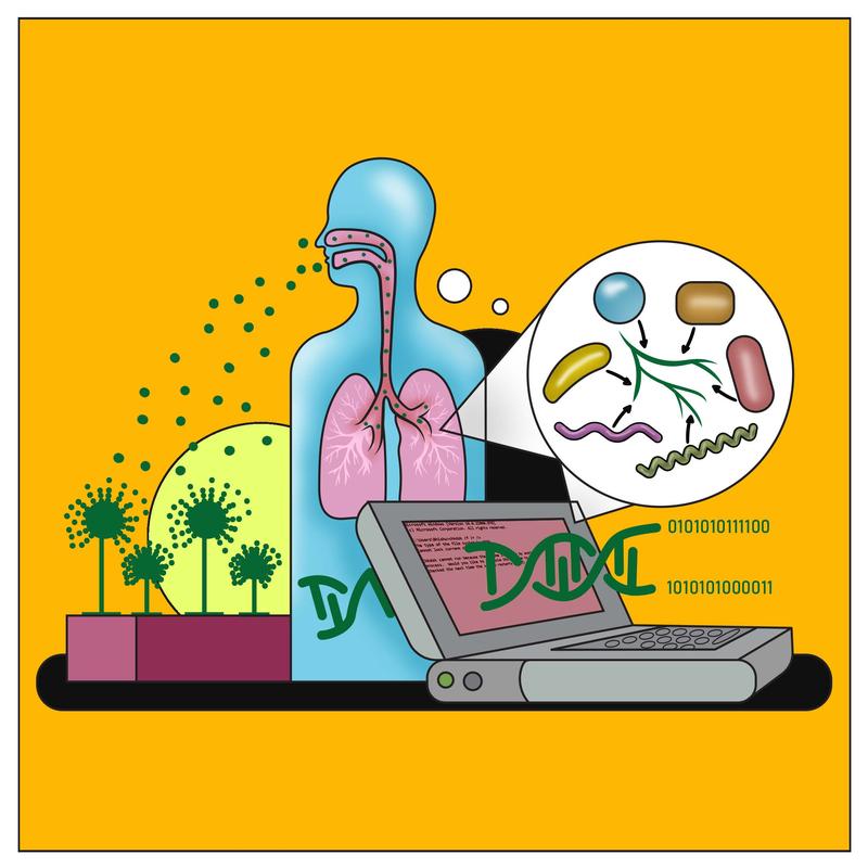 Aspergillus-fumigatus-Sporen können eingeatmet werden und die menschliche Lunge besiedeln. Bioinformatik-Tools helfen zu verstehen, wie der Pilz das Mikrobiom der Lunge zu seinem eigenen Vorteil gestaltet.