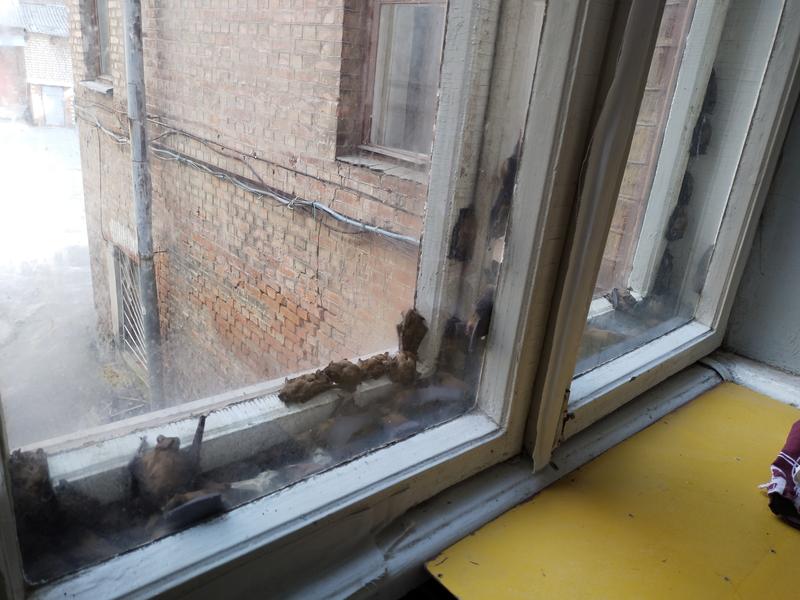 Common Noctule in a deadly trap in the inner city war zone in Ukraine