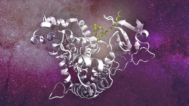 The metabolite malonyl CoA binds directly to the catalytic pocket of mTOR and displaces ATP, another metabolite necessary for mTOR activity.