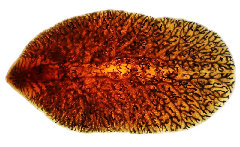 Großer Amerikanischer Leberegel, adulte Form ca. 9-10 cm lang und 3-4 cm breit. 