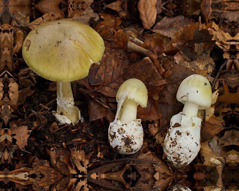 Consumption is life-threatening: green amanita mushrooms in various stages of growth. 