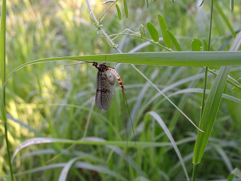 Invertebraten, wie diese Eintagsfliege sind sehr gute Indikatoren zur Überwachung der Wasserqualität.