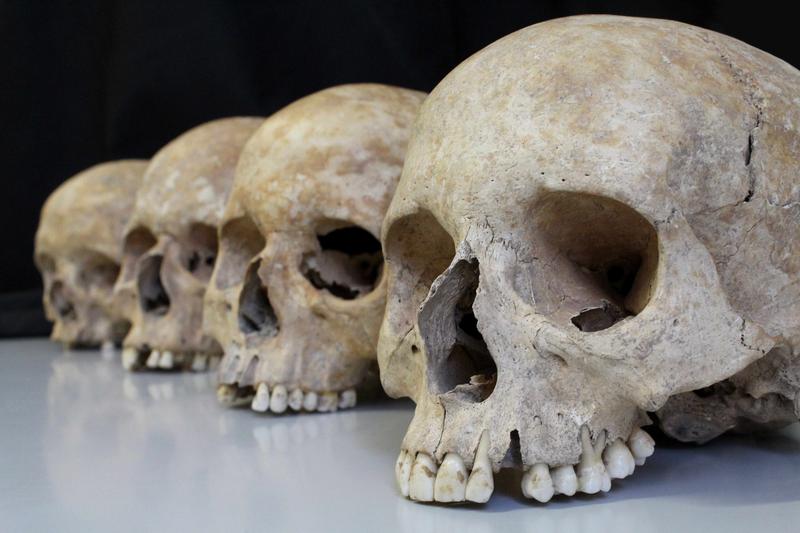 Schädel aus einer archäologischen Fundstätte.