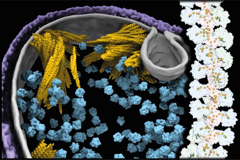 Einblicke in Strukturen einer Zelle (kryogene Elektronenmikroskopie): „Nano-Drähte“ mit Enzymen (gelb) ermöglichen acetogenen Bakterien die Fixierung des Treibhausgases CO2 (rechts Strukturmodell).