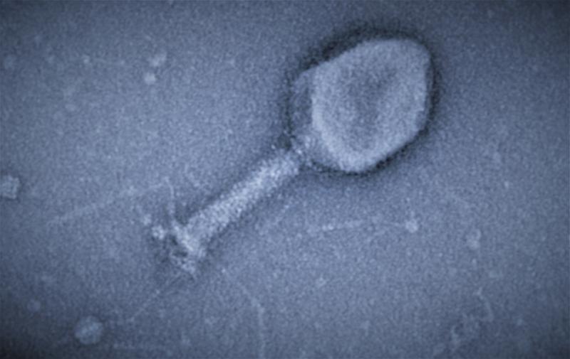 Elektronenmikroskopische Aufnahme eines T4 Bakteriophagen. Der T4-Phage zerstört E. coli-Zellen schneller als ein Antibiotikum.