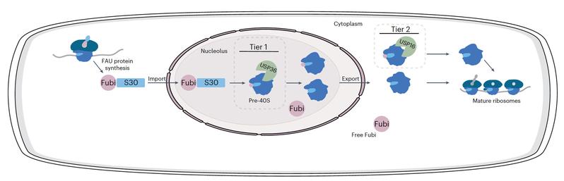 Schematische Darstellung der vorgeschlagenen zweistufigen Verarbeitung von Fubi-S30 und dem Fubi-System.