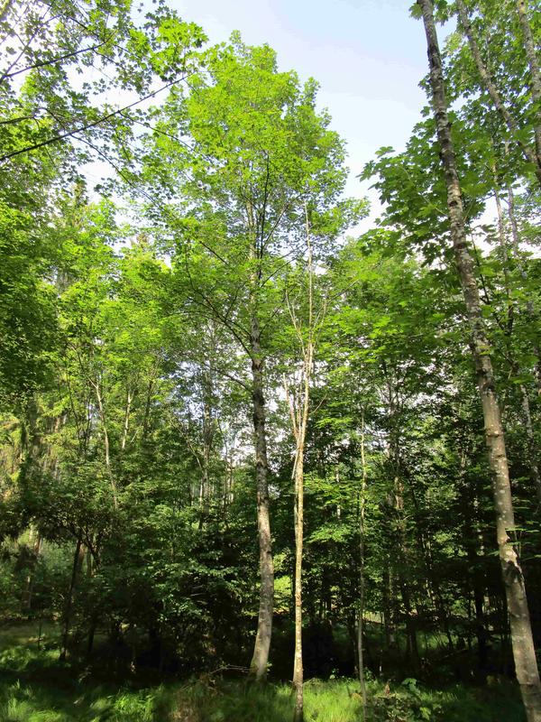 Zukunftsfähiger Einzelbaum mit vitaler Krone als Ergebnis einer konsequenten und kontinuierlichen Pflege 