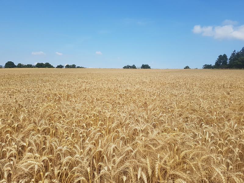 Weizenfeld auf dem Versuchsgelände von Agroscope in Posieux FR.