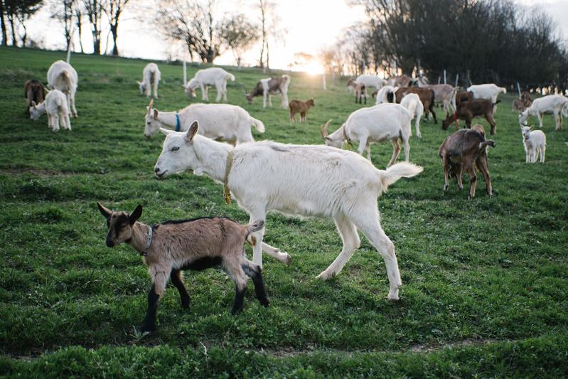 Laub als Futter aus dem Wald – ist das gut für Ziegen, Schafe und das Klima?