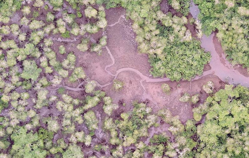 Luftbild eines Mangrovenwaldes im Utría-Nationalpark an der kolumbianischen Pazifikküste 