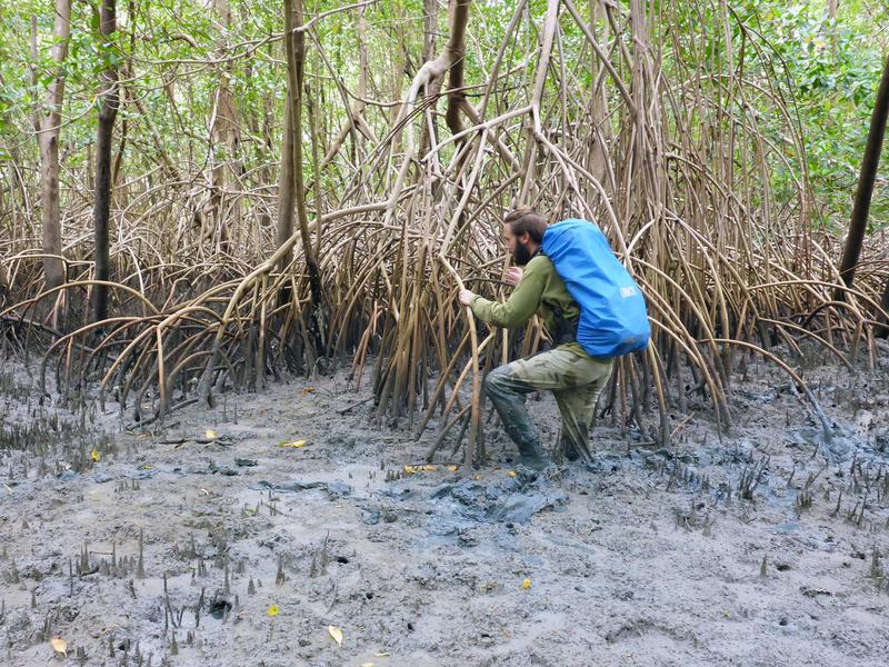 Fortbewegung in der Mangrove kann sehr mühsam sein, hier bei Bragança in Brasilien 