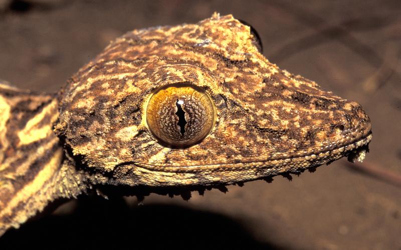 Kopfportrait des neuen Blattschwanzgeckos Uroplatus garamaso. Hautfransen am Unterkie-fer und am Körper verstärken die Tarnung der Geckos an ihren Schlafplätzen auf der Rinde von Bäumen.