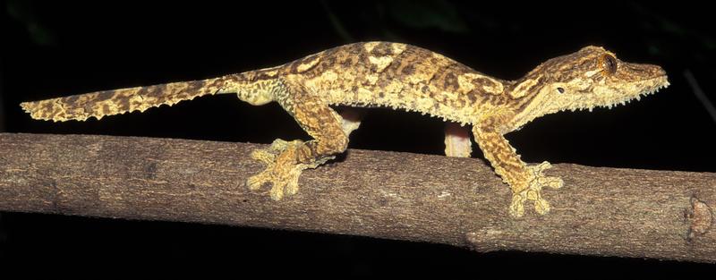 Uroplatus garamaso bewohnt vor allem Trockenwälder im Norden der Insel Madagaskar.