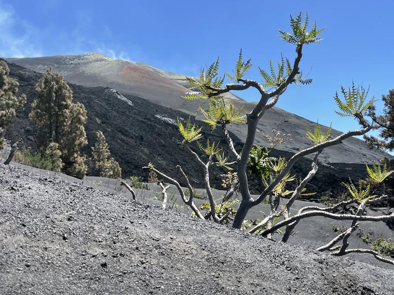 Sonchus hierrensis, eine endemische Pflanzenart auf La Palma aus der Gattung der Gänsedisteln, hat trotz dicker Ascheschicht überlebt. Die nächsten Verwandten auf dem Kontinent sind nur krautig. 
