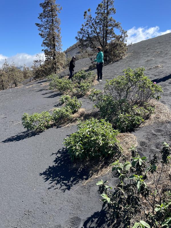 Bayreuther Wissenschaftler*innen untersuchen die Vegetation auf La Palma nach den Vulkanausbrüchen.