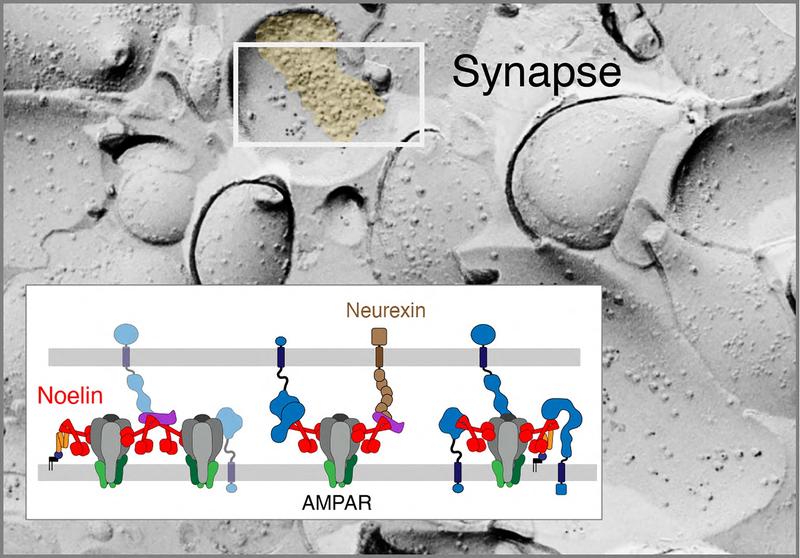 Elektronenmikroskopische Darstellung einer erregenden Synapse und Schema des Proteinnetzwerks zur Verankerung der AMPA-Rezeptoren in der Zellmembran.