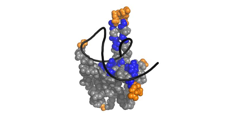The fingers of the N protein in SARS-CoV-2: Like fingers, protrusions of the N-terminal domain of the viral N protein explore the RNA (black) in search of specific viral RNA motifs and then bind tightly to them.