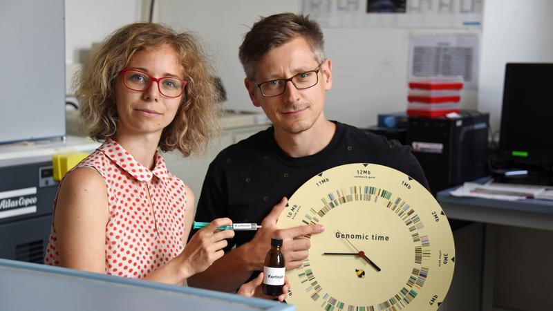 Erstautorin der neuen Publikation, Doktorandin Elena Brunner (l.), und Studienleiter Dr. Markus Werner von der Uni Jena haben in der gerade veröffentlichten Studie untersucht, wie Kortisonpräparate das Entzündungsgeschehen beeinflussen.