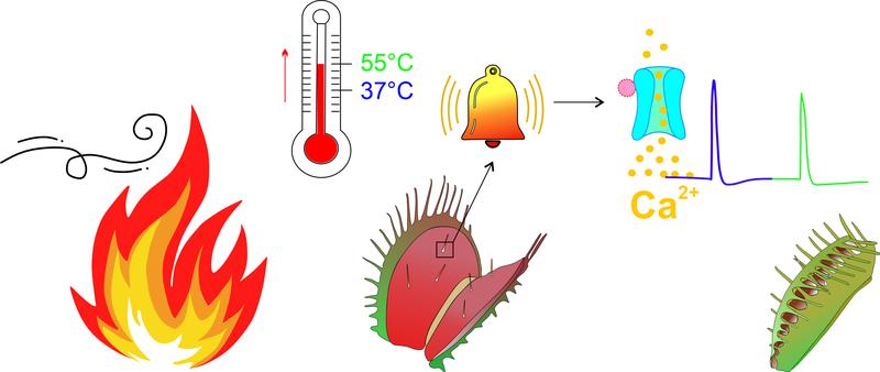 The Venus flytrap has a heat sensor in its sensory hairs, through which it reacts to heat waves in the run-up to bushfires.