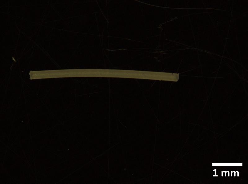 A starch implant photographed in microscopic image