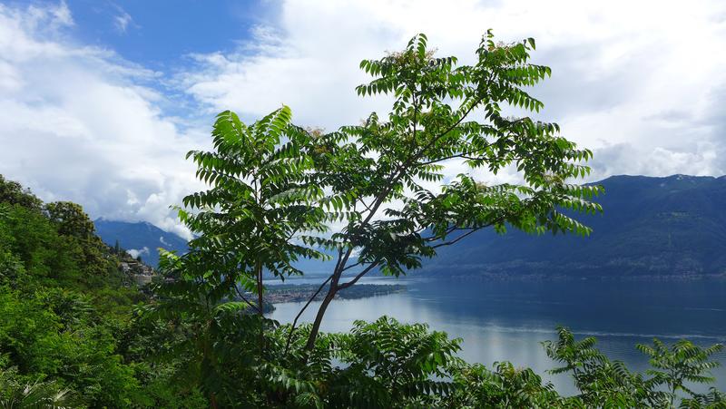 Nicht-​einheimisch und invasiv: Der Götterbaum Ailanthus altissima hat im Schweizer Südkanton Tessin den Weg in die Wälder gefunden.
