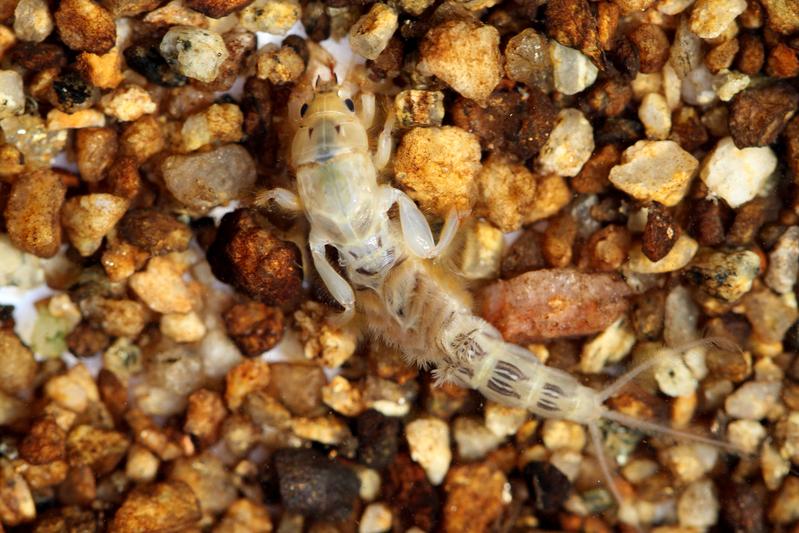 Larva of the large mayfly Ephemera danica – one of the three species studied.